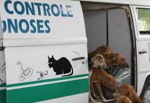Pokemons de rua acabam virando sabão quando passa o controle de zoonoses